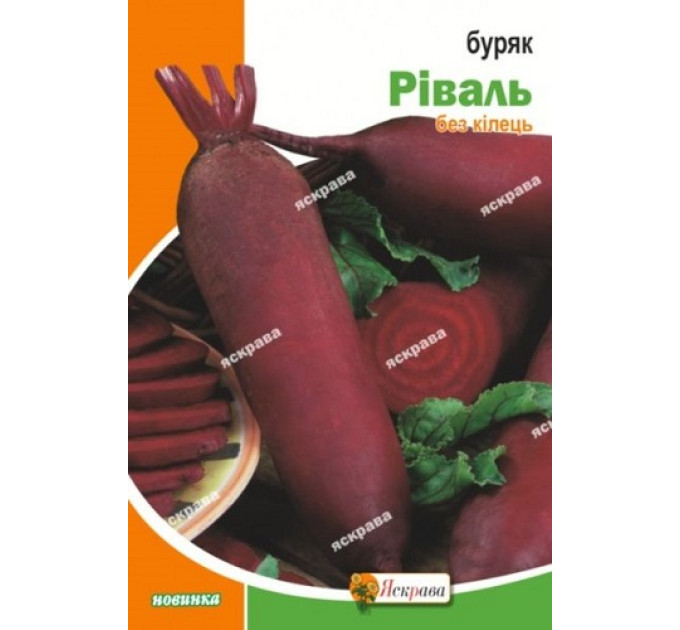 Буряк стол Рівал 3г