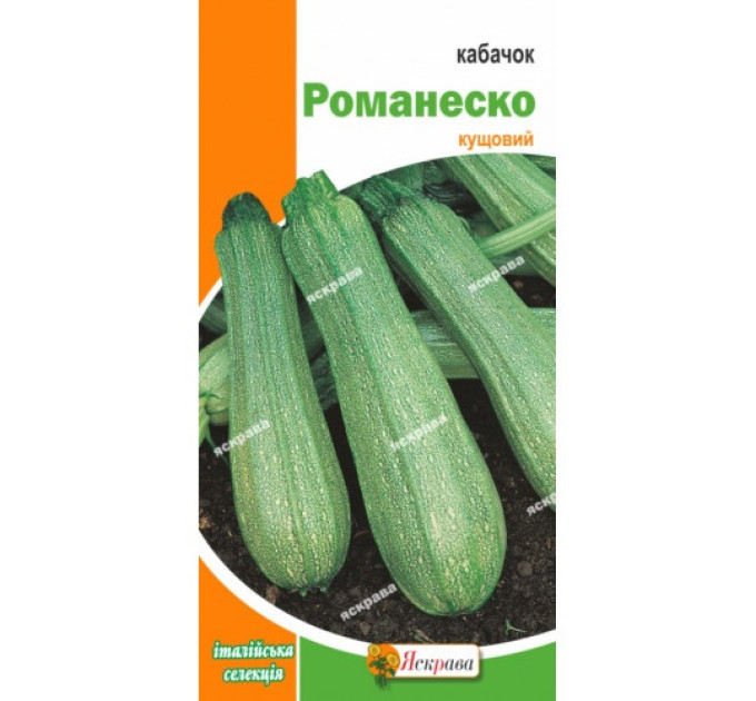 Кабачок Романеско (Італія) 3г