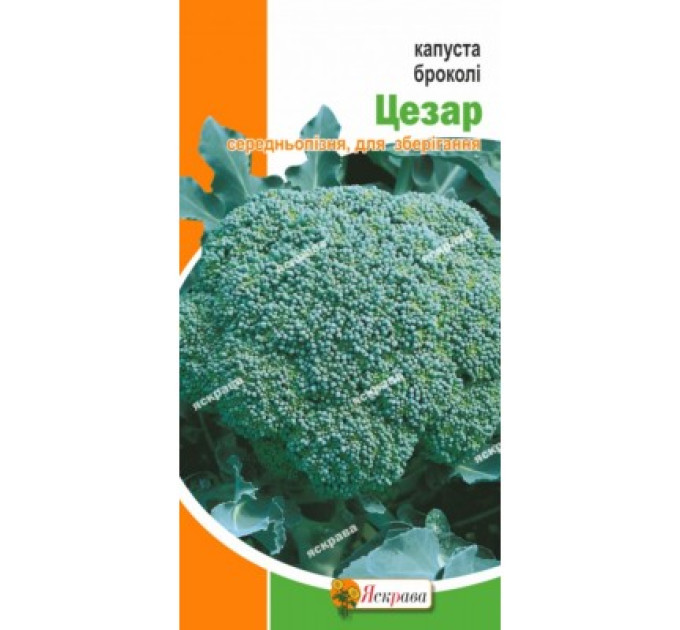 Капуста броколі Цезар (пізня) 0,5г