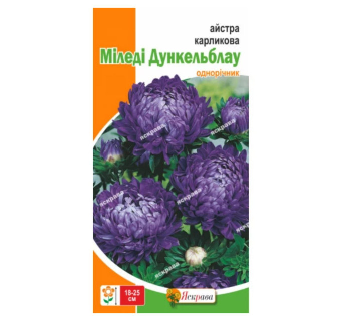 Квіти Айстра карликова Міледі Дункельблау 0,3г