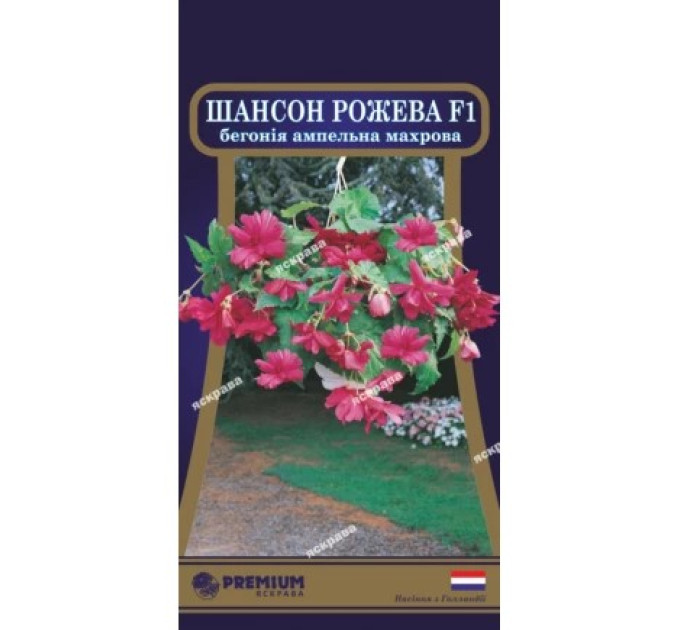 Квіти Бегонія ампельна махрова Шансон Рожева F1 10 драже	