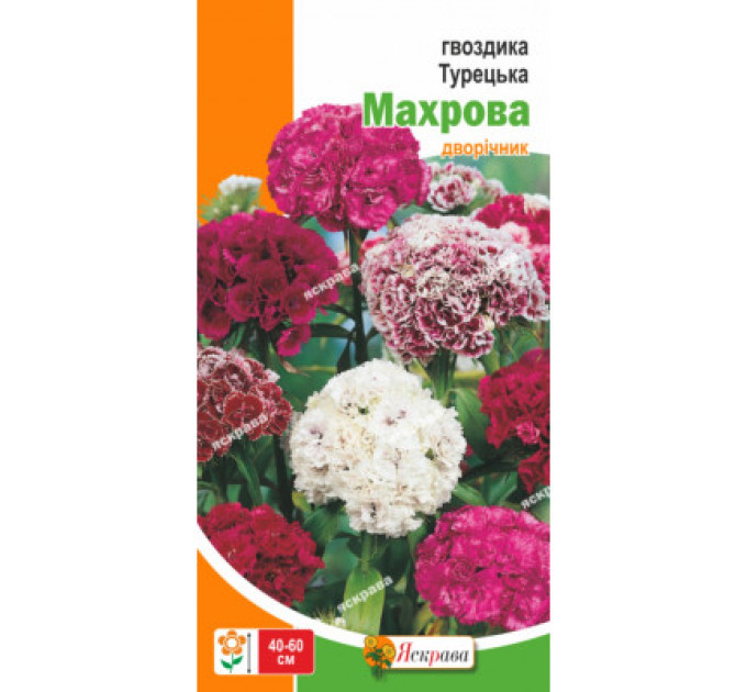 Квіти Гвоздика Турецька махрова 0,5г