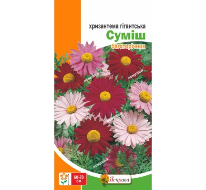 Квіти Хризантема гігантська суміш 0,2г