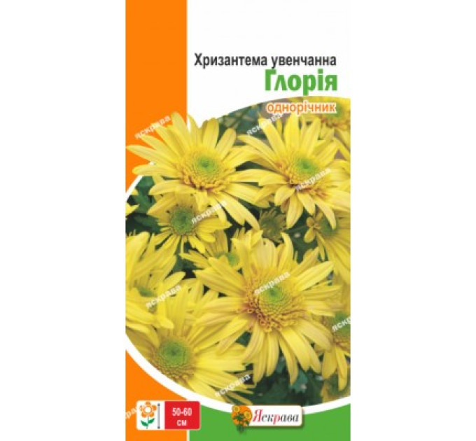 Квіти Хризантема Глорія 0,3г