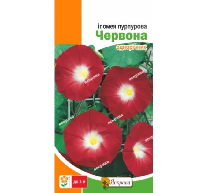 Квіти Іпомея пурпурова Червона 1г