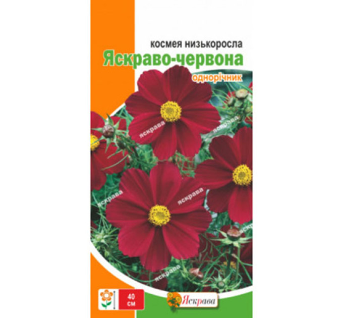 Квіти Космея низькоросла Яскраво-червона 0,15г