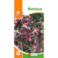 Квіти Матiола 1г