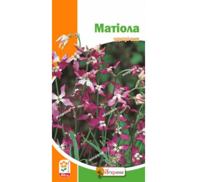 Квіти Матiола 1г