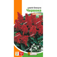 Квіти Шавлія блискуча Червона 0,2г