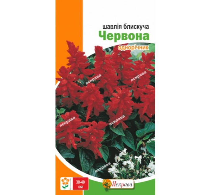 Квіти Шавлія блискуча Червона 0,2г