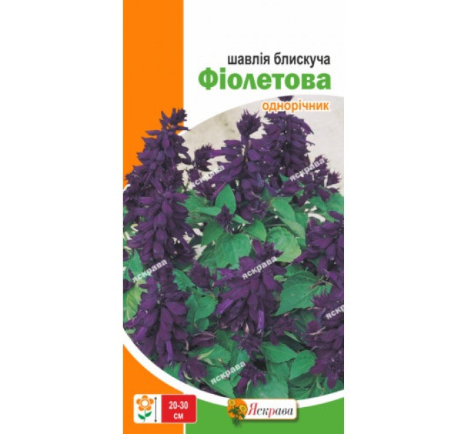 Квіти Шавлія блискуча Фіолетова 0,2г