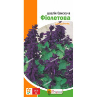 Квіти Шавлія блискуча Фіолетова 0,2г
