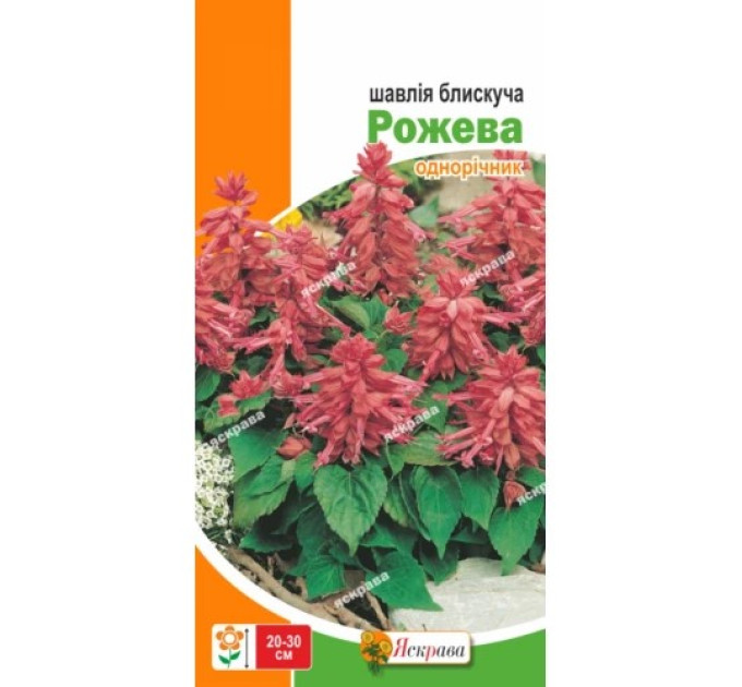 Квіти Шавлія блискуча Рожева 0,2г