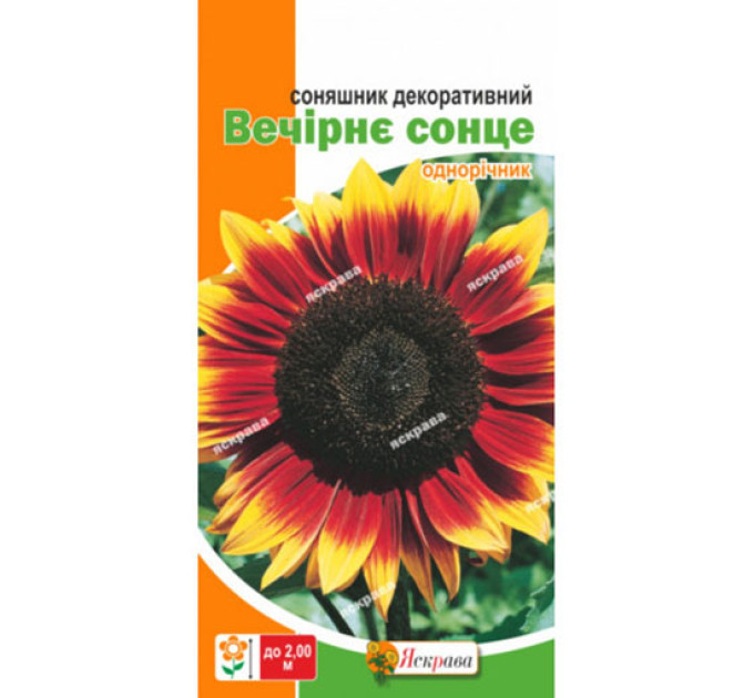 Квіти Соняшник декоративний Вечірнє сонце 2г