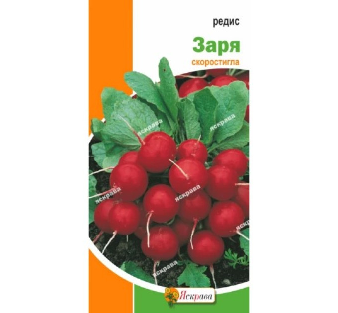 Редис Заря 3г